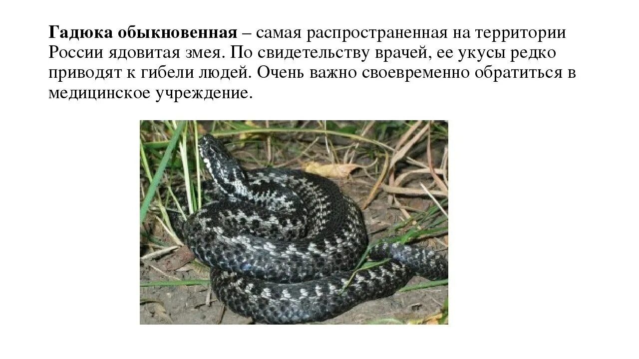 Осьминог описание. Лягушка древолаз пумилио. Ядовитое животное в россии. Какое животное является ядовитым. Самый ядовитый осьминог.