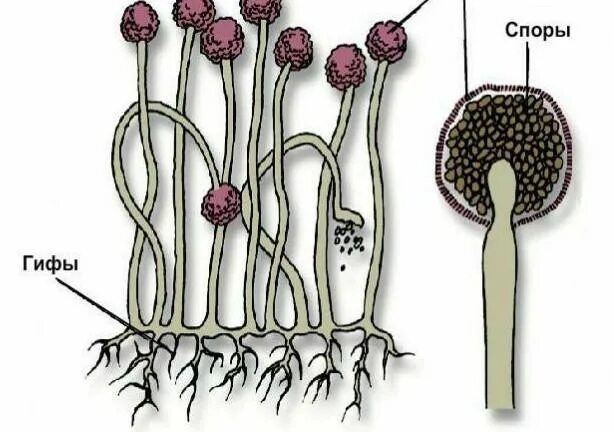 Мицелий мукора состоит из. Плесневелый гриб мукор строение. Мукор пеницилл аспергилл. Мукор сапротроф. Организмы со спорами