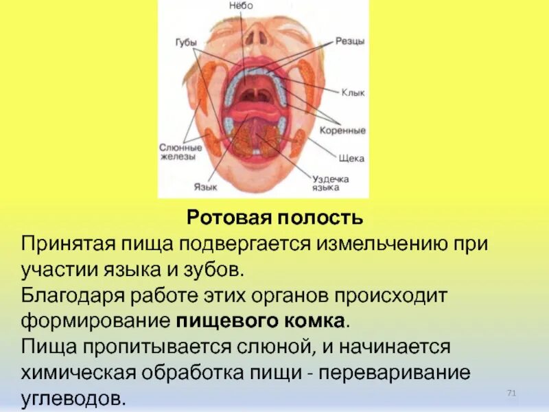 Формирование пищевого комка происходит в. Химическая обработка пищи в ротовой полости. химическая обработка пищи слюна. формирование пищевого комка. пищевой комок в ротовой полости формируется.