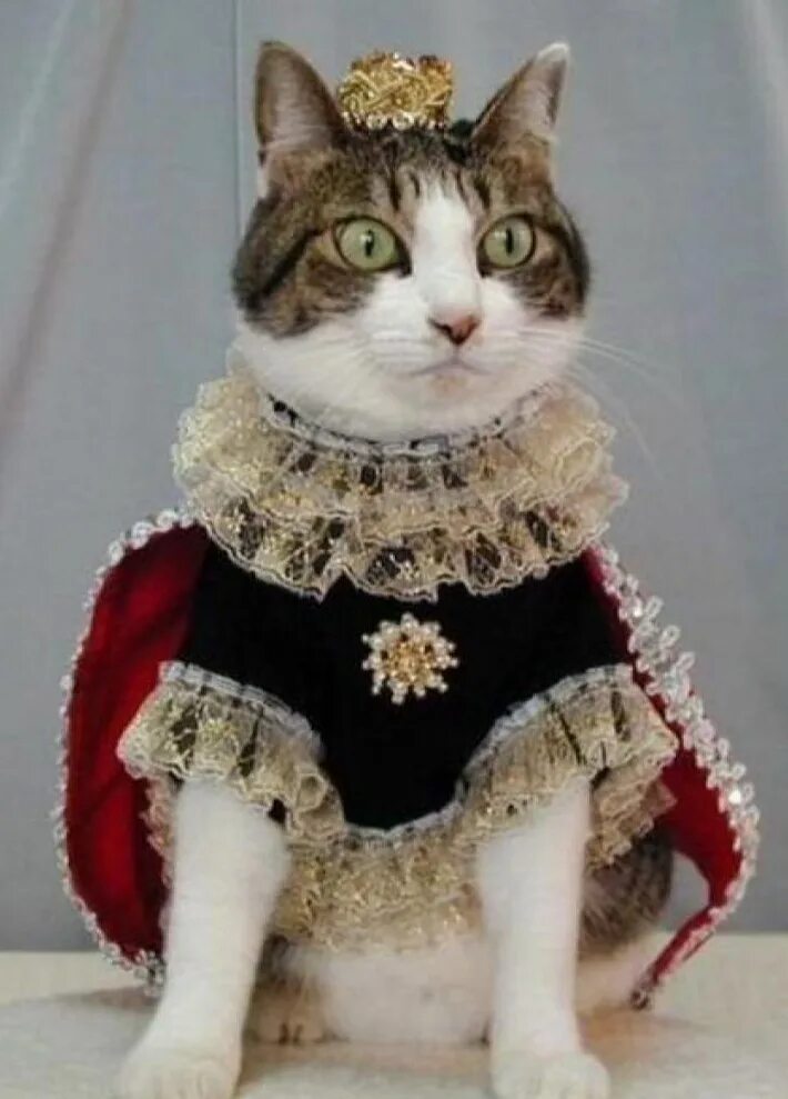Кот одет. Королевский кот. коты в нарядах. кошка в платье. одежда для кошек.