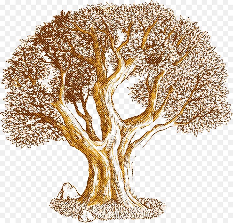 Дерево жизни дуб. Дерево рисунок. Нарисовать дерево. Векторное дерево. Дуб рисунок.