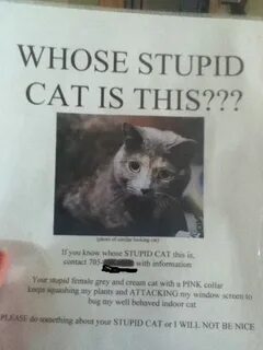 Whose cats are they are