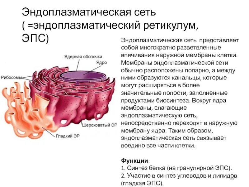 Эпс участвует в синтезе белков. 2. Гранулярная эндоплазматическая сеть это. Строение клетки гранулярная эндоплазматическая сеть. Гранулярная эндоплазматическая сеть строение и функции. Агранулярная ЭПС функции.