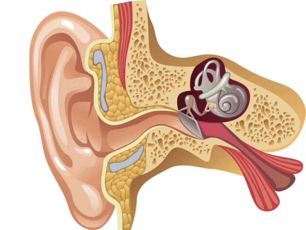Боли внутреннего уха. Евстахиева труба среднее ухо. Евстахиит барабанная перепонка. Отит евстахиевой трубы.