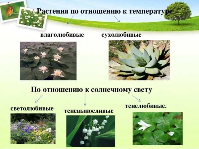 Экологическая группа тенелюбивых растений. Светолюбивые и тенелюбивые. Теневыносливые растения. Экологические группы растений по отношению к температуре. Светолюбивые теневыносливые влаголюбивые засухоустойчивые растения.