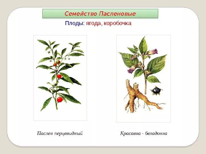 Паслёновые строение плода томат. Плод томат пасленовые. Пасленовые плод ягода или коробочка. Семейство пасленовые коробочка. Типы плодов пасленовых растений.