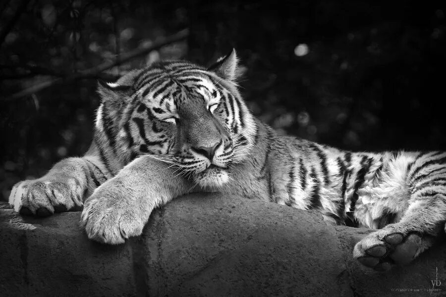 Спокойно ы. Спокойной ночи тигр. Спокойной ночи Тигренок. Спокойной ночи тигрица. Добрый тигр.
