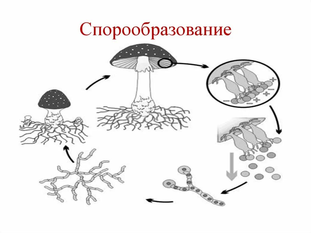 Способ бесполого размножения спорообразование