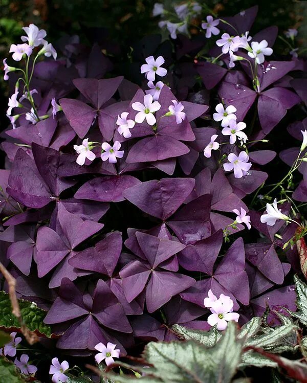 False Shamrock - Oxalis Triangularis in 2020 Bulbs garden design, Common house p