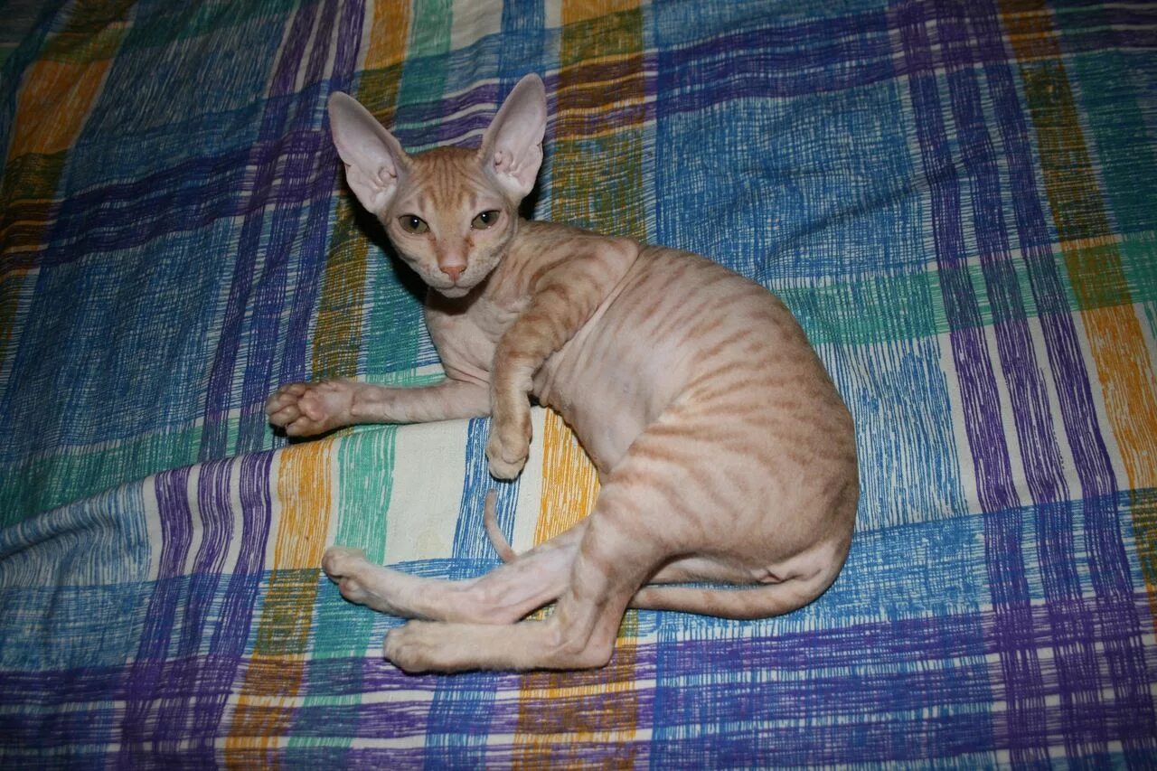 сфинкс браш. донской сфинкс браш. браш это. кошка донской сфинкс браш. донской брашевый сфинкс.