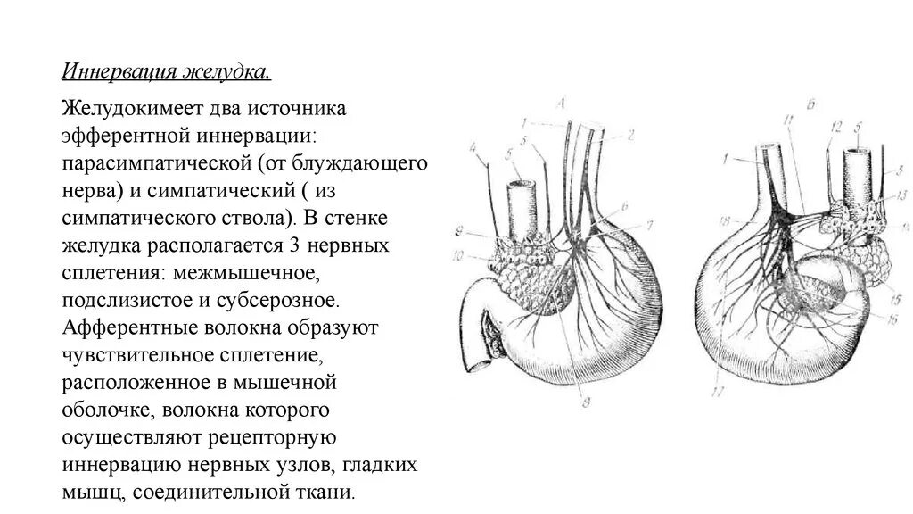 Нерв пищевода. Иннервация малой кривизны желудка. Иннервация желудка анатомия. Иннервация пилорического отдела желудка. Схема вегетативной иннервации желудка.