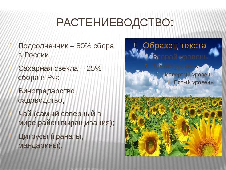 Подсолнечник в полеводстве. Подсолнечник отрасль растениеводства. Возделывания культуры подсолнуха. Полеводство подсолнух.