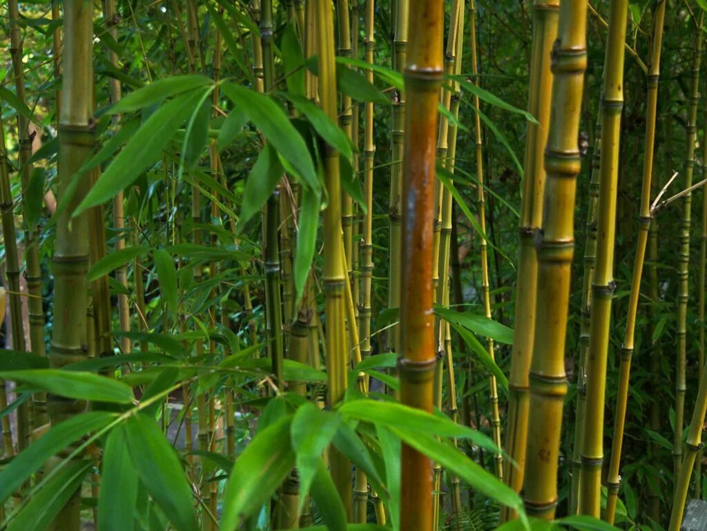 Бамбук обыкновенный. Бамбук Arundinaria gigantea. Bambusa arundinacea. Бамбук субтропики. Австралийский бамбук.