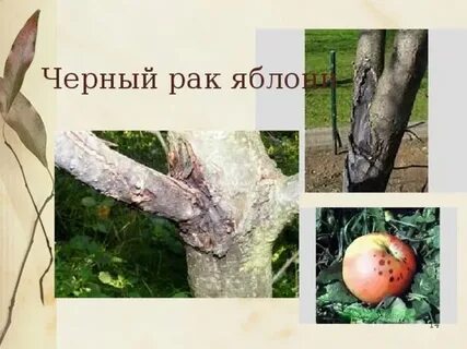 Рак яблони лечение