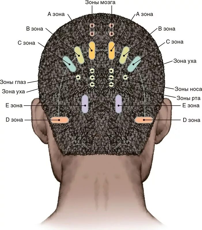 Затылок место. Проекция органов на голове человека. Точки органов на голове. Биологически активные точки на голове.
