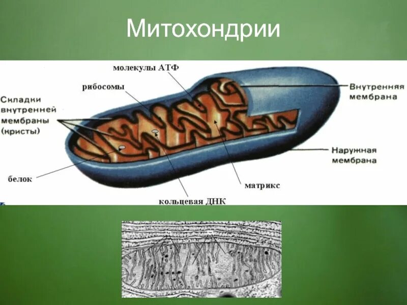 Строение митохондрии егэ. Строение митохондрии клетки. митохондрии рисунок.