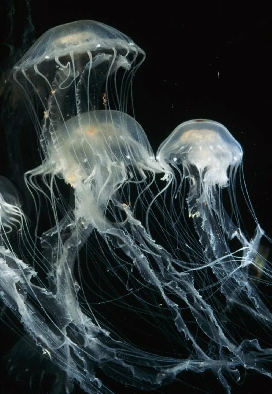 Three oceans
