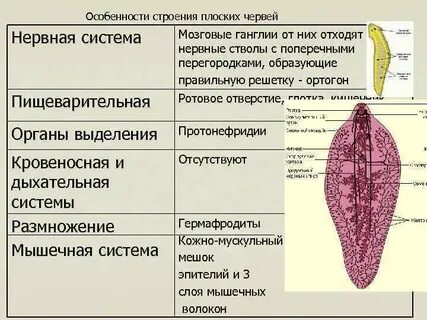 Система органов плоских