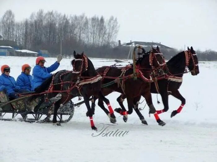 Русская тройка. Конная тройка русская. Русская тройка фото. Коренник лошадь.