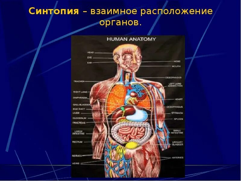 Фото анатомии человека женщин внутренних органов. Строение человека внутренние органы сбоку. Органы человека расположение в картинках женский с надписью спереди. Строение тела органы брюшной полости. Строение органов человека мужчины.