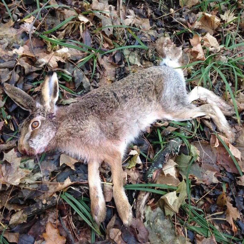 Зимний заяц русак охота. Охотник подстрелил кролика. Заяц русак охота зимой. Охотничий заяц. Заяц русак охота зимой.