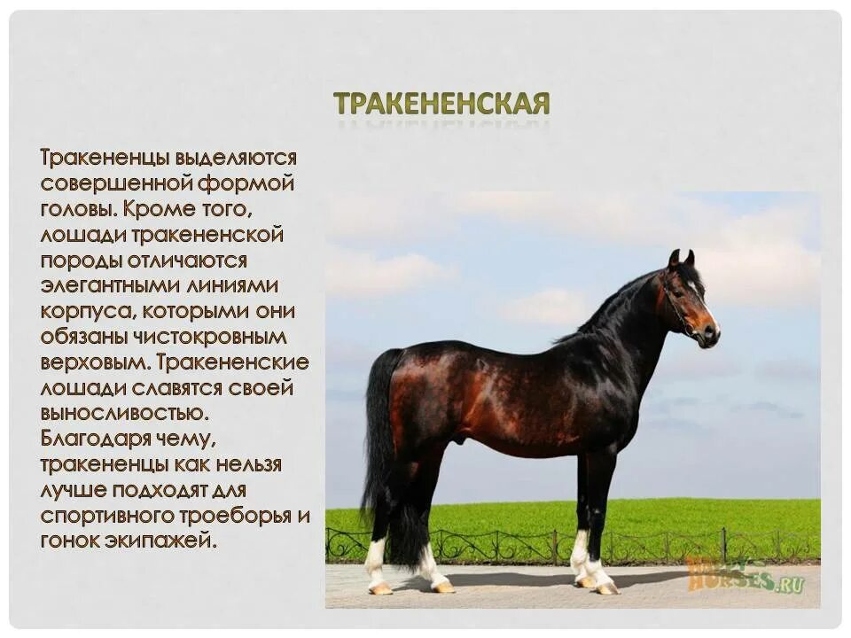 Описание лошадки. Тракененская порода лошадей. Характеристика тракененской породы. Англо Тракененская порода лошадей. Тракененская лошадь породы лошадей.