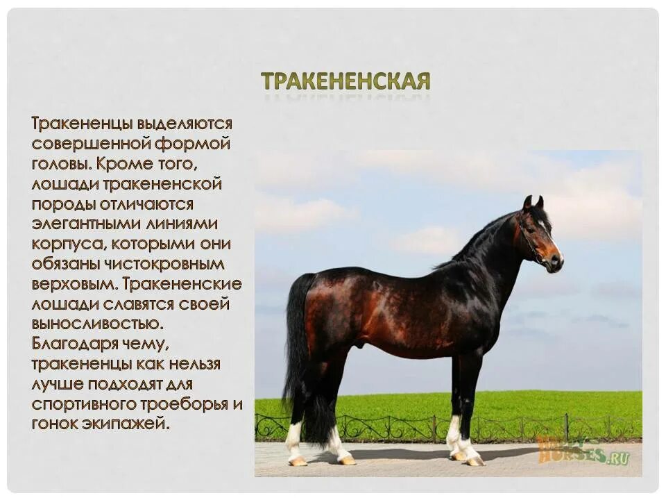 Основные породы лошадей фото Molot-Club.ru