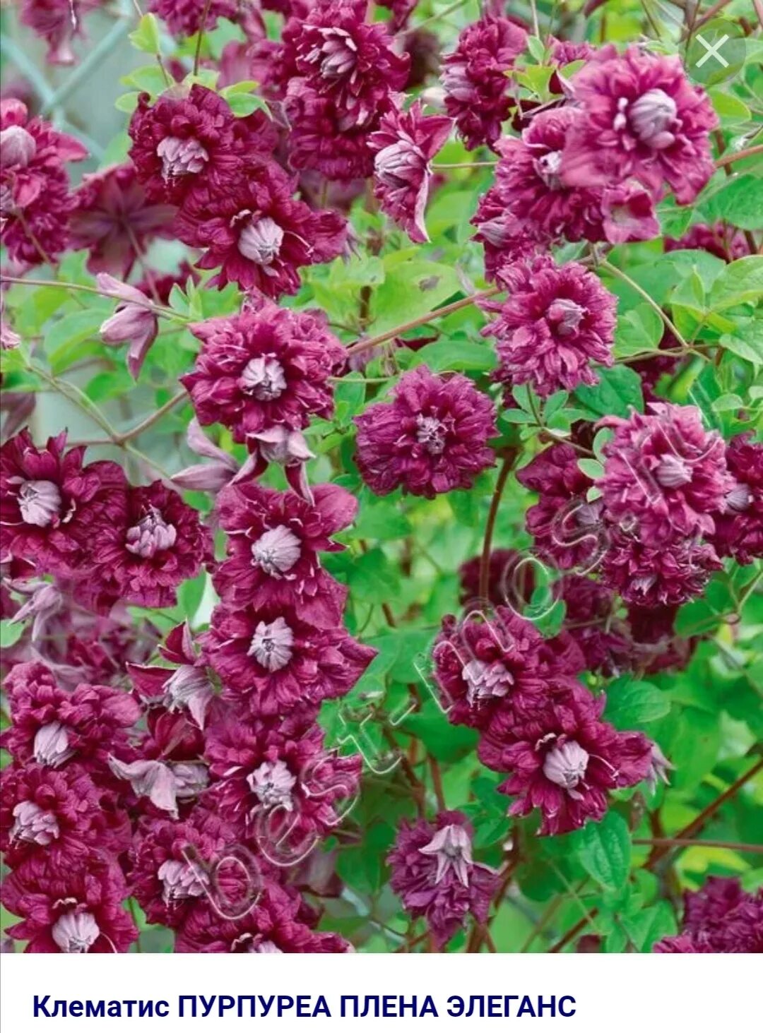 Клематис purpurea plena elegans. Пурпурный плена элеганс,. Клематис пурпуреа плена элеганс. Клематис пурпуреа элеганс. Клематис плена элеганс.
