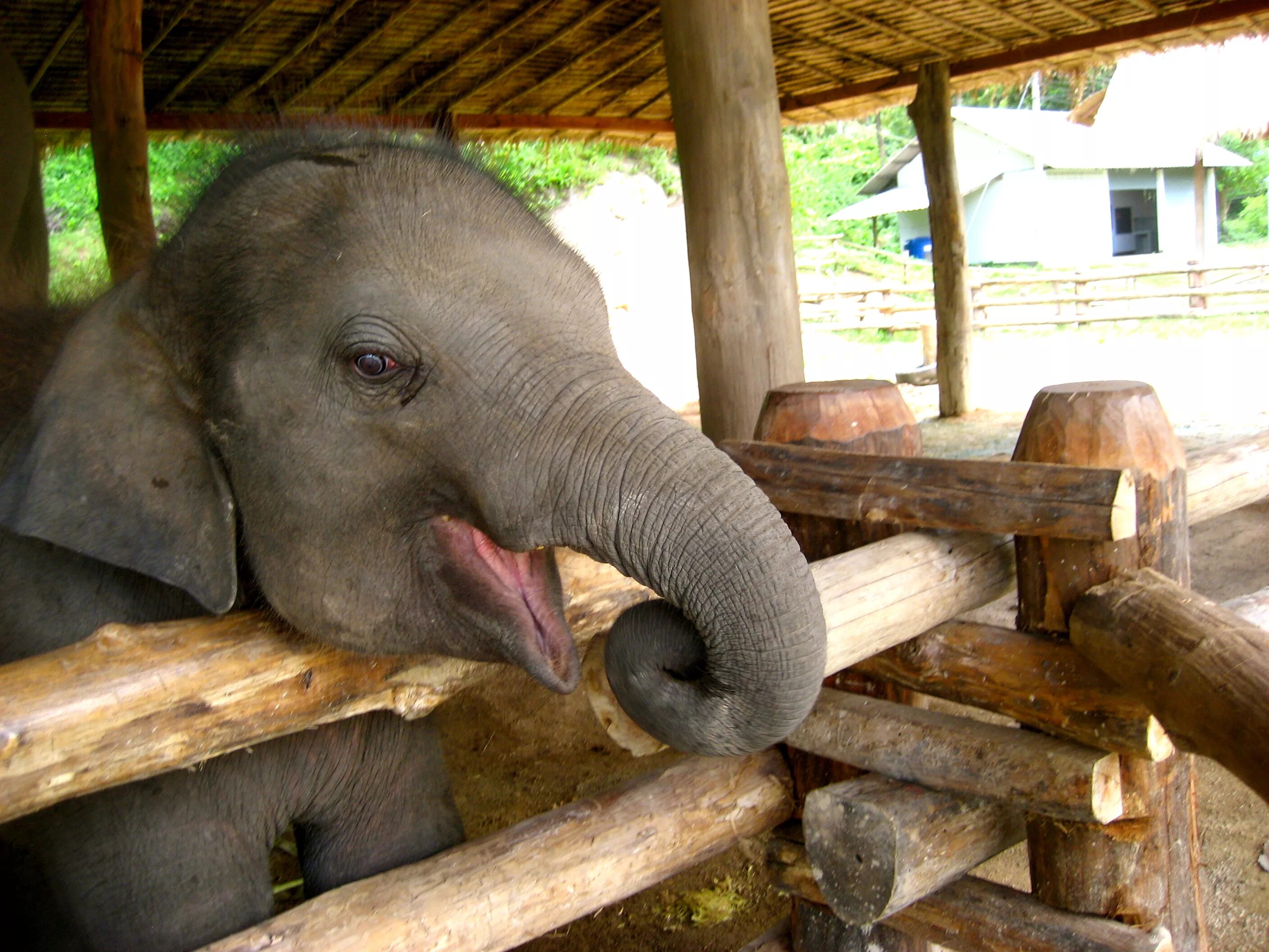 Слоненок. Слоненок улыбается. Хитрый слон. Счастливый Слоненок.