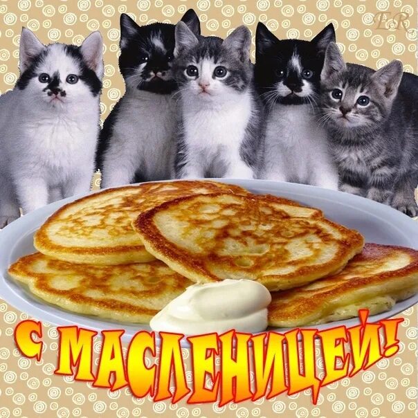 Масленица открытки с котом. Масленица картинки. Ура Масленица. Масленица коты. Масленица рисунок.