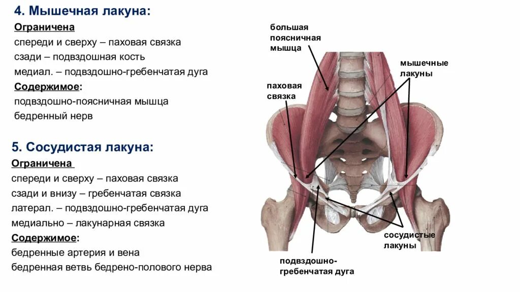 Что такое лакуна