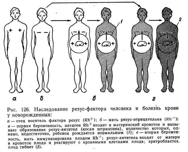 Наследование резус. Наследование системы крови резус-фактор. наследование резус фактора у человека. наследование резус-фактора у человека связано. наследование резус фактора у счеловек.