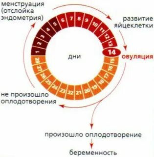 Нерегулярный цикл что делать