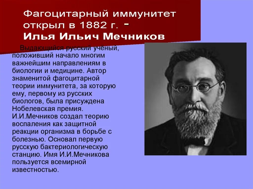 Теория иммунитета ученый. Мечников теория иммунитета. Мечников фагоцитарная теория иммунитета. Теория иммунитета Мечникова.