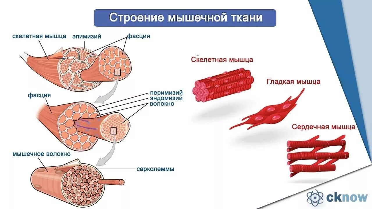 Особенности строения мышечной ткани ответ. Мышечная ткань строение ткани. Строение и состав мышечной ткани. Строение мышечной ткани Тип мышечной ткани. Строение скелетной ткани человека.