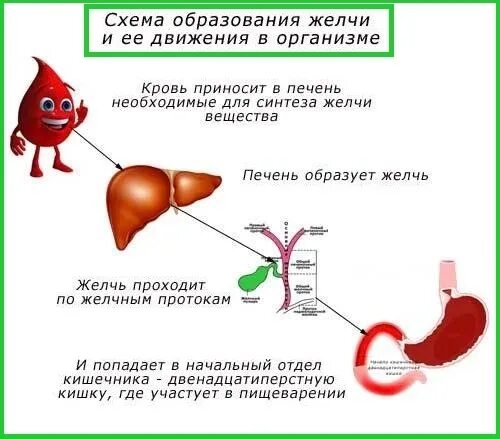 Как выводится желчь из организма. Выгнать желчь из организма. Выведение желчных кислот из организма.