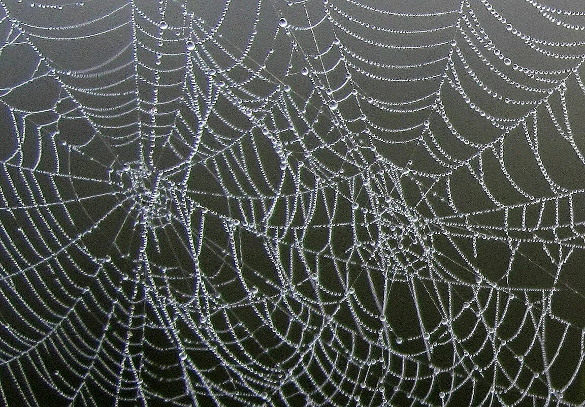 паучья паутина. паутина паука ледопряда. паутина 18. осень паутина. паук на паутине.