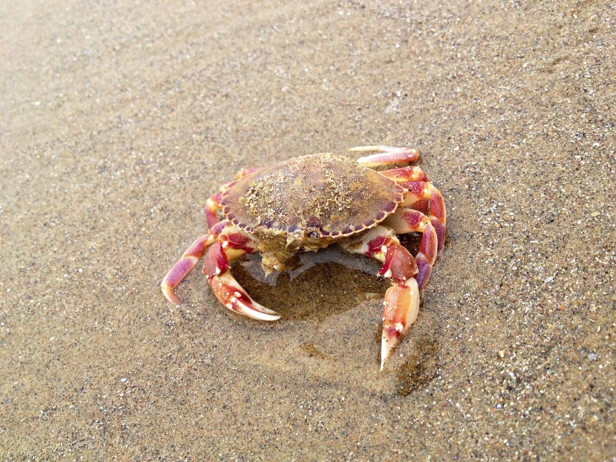 А4 краб. Краб плавунец Черноморский. Крабы Каспийского моря. Море краба Комсомольск-на-Амуре. Краб Средиземноморский.