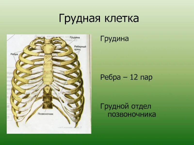 Первая пара состоит