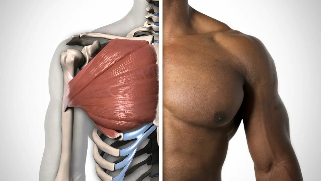 Pectoralis мышца. Pectoralis Major. Малая грудная мышца анатомия. Большая грудная мышца.