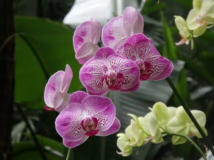 Scenza plants