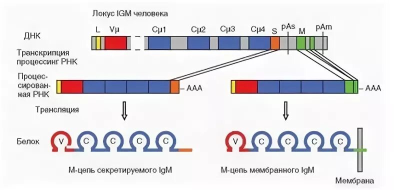 Гены иммуноглобулинов. Переключение классов иммуноглобулинов. Переключение синтеза иммуноглобулинов. Цитокины и переключение классов иммуноглобулинов. Переключение синтеза с мембранных на секретируемые иммуноглобулины.