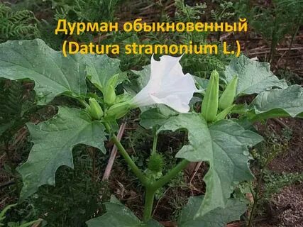 Дурман обыкновенный отравление