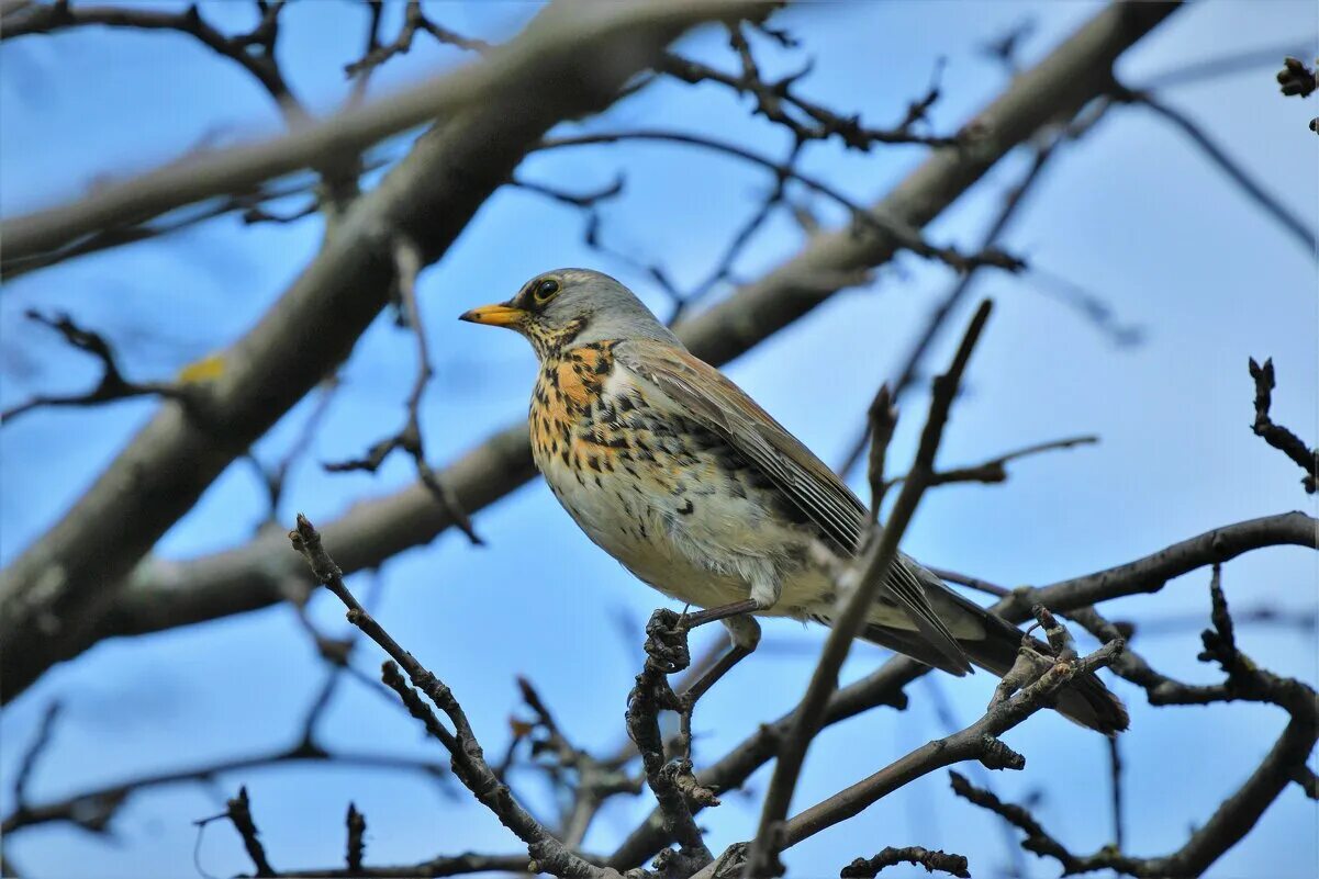 птицы коломенского парка. птица усадьба. серая птица меньше голубя. птица усадьба. птицы коломны фото.