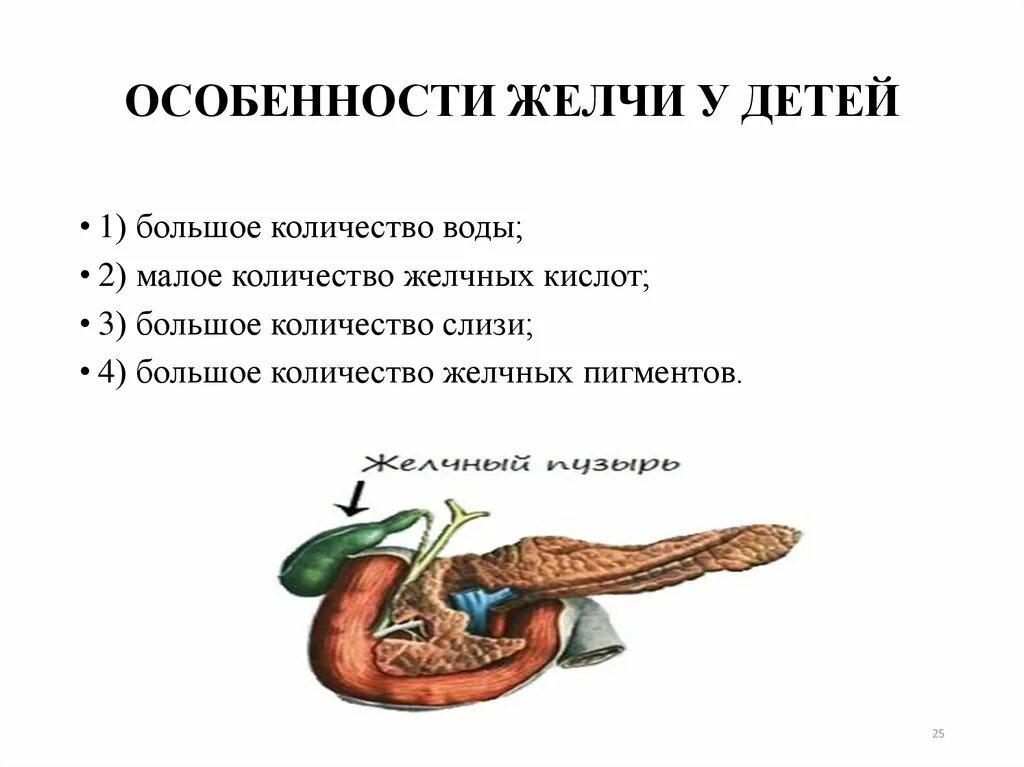 Вывод желчи. Особенности желчи. Особенности строения желчного пузыря у детей.