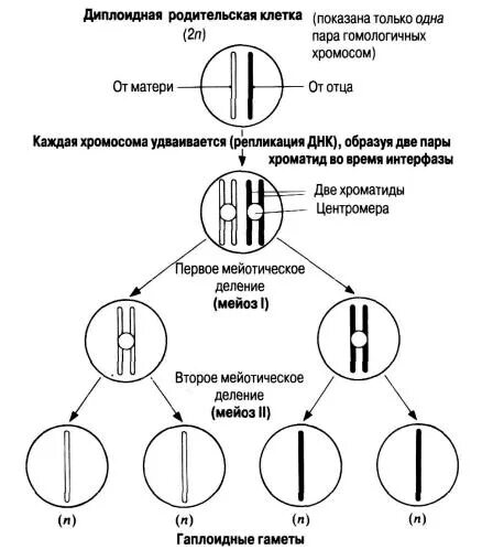 Диплоидный это в биологии. Схема деления диплоидной клетки. Фазы митоза диплоидной клетки. Митоз диплоидной клетки схема. Деление гаплоидных клеток.