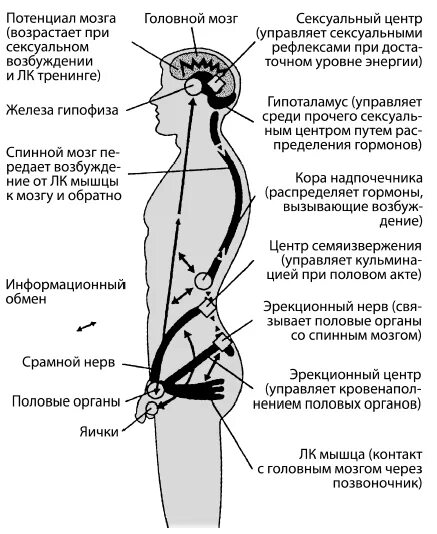 Мужчину возбуждают ноги. Лобково-копчиковая мышца упражнения. ЛК мышца. Лонно копчиковая мышца у мужчин тренировки. Тренировка Лобково-копчиковой мышцы.