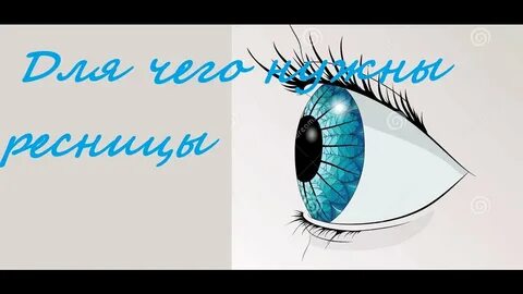 Для чего нужны ресницы