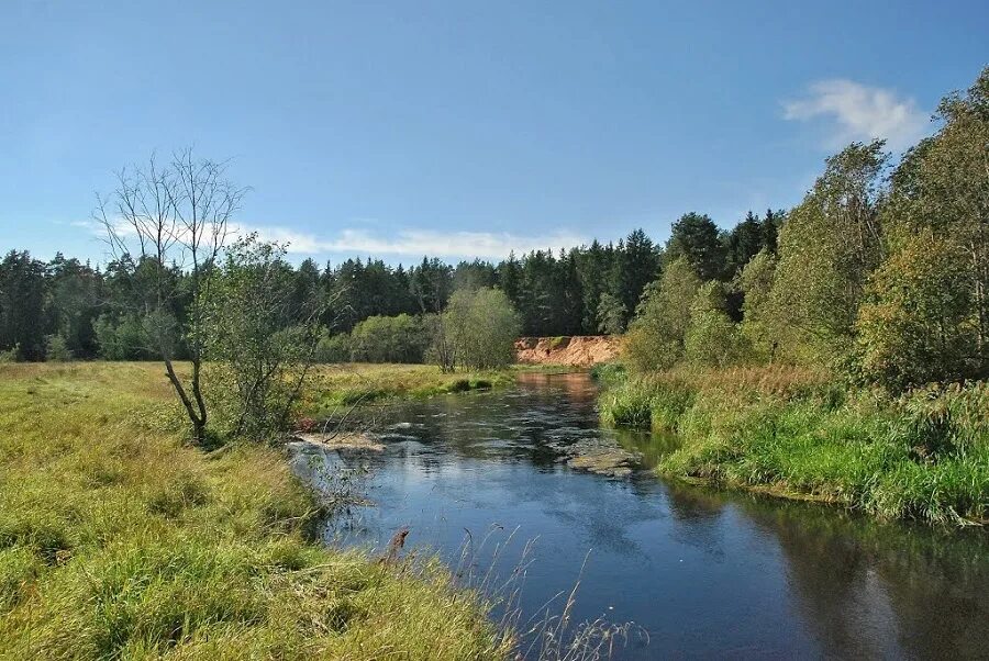 Река оредеж рыбицы. Оредеж рождественский мостик. Как люди влияют на оредеж. Деревня суйда в ленинградской области. Вырицкое городское поселение карьер.