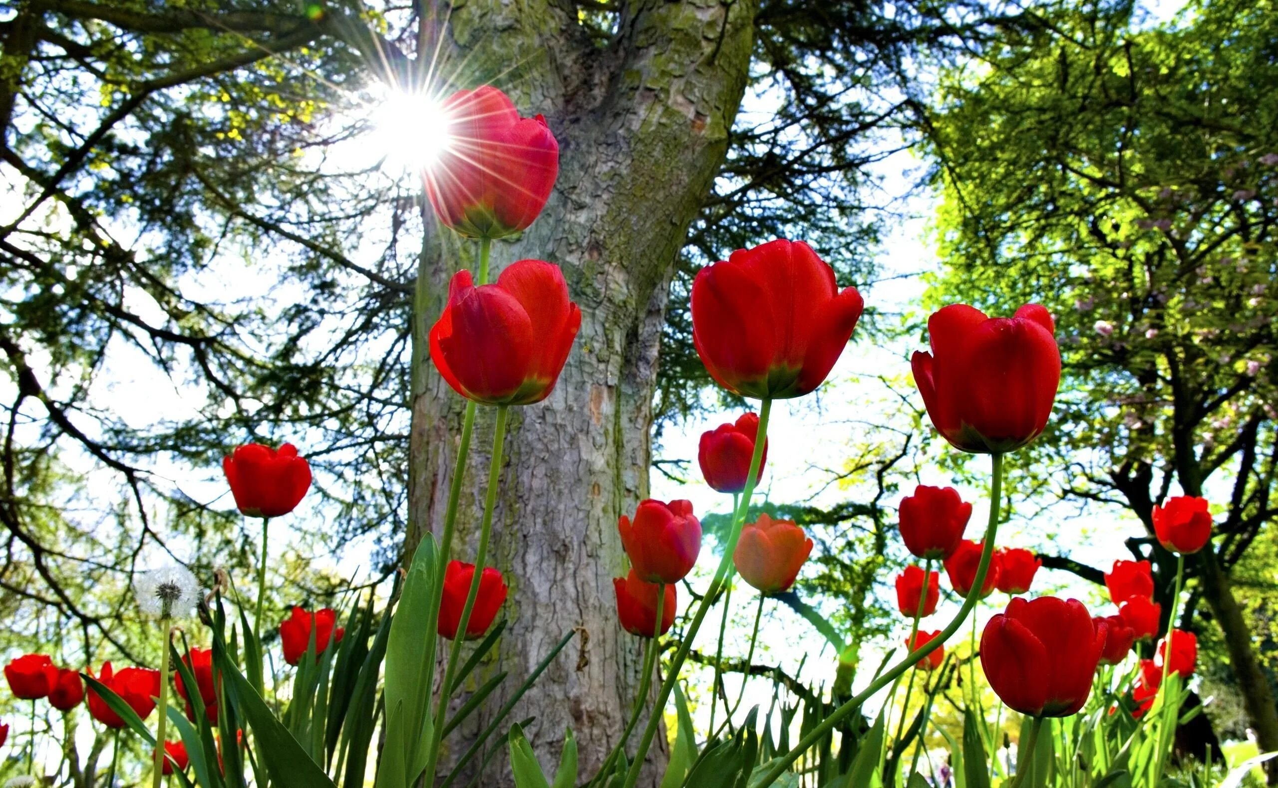Весенние цветы тюльпаны. Тюльпаны в природе. Красные весенние цветы. Тюльпаны заставка на телефон вертикальные